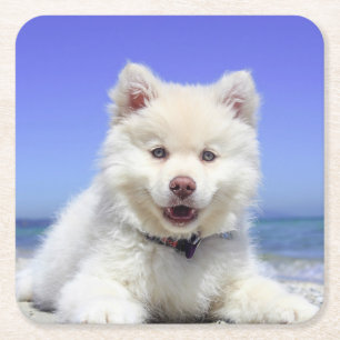 Dessous De Verre Carré Blanc Lapphund Finlandais Puppy Cute