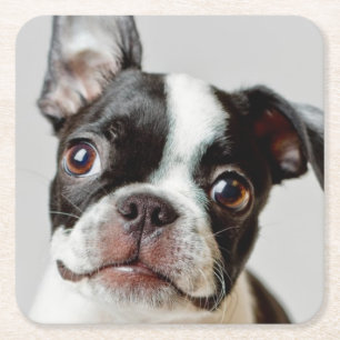 Dessous De Verre Carré Boston Terrier