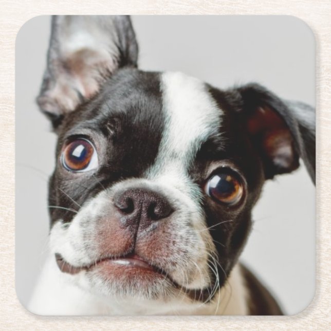 Dessous De Verre Carré Boston Terrier (Devant)