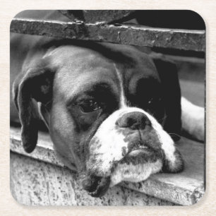 Dessous De Verre Carré Boxe Dog On Windowsill