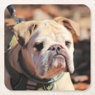 Dessous De Verre Carré Bulldog