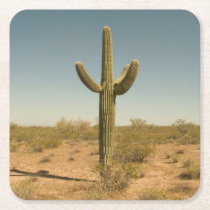Dessous De Verre Carré Cactus solitaire
