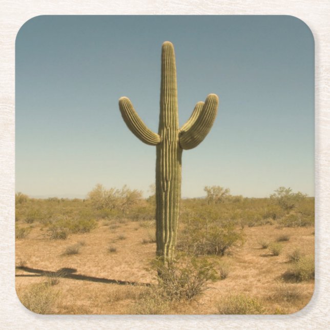 Dessous De Verre Carré Cactus solitaire (Devant)