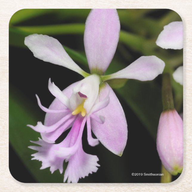 Dessous De Verre Carré Caligarium d'Epidendrum (Devant)