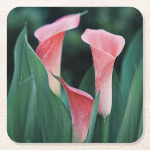 Dessous De Verre Carré Calla Lilies Fleurs Roses