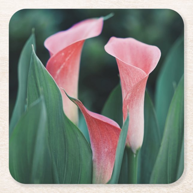 Dessous De Verre Carré Calla Lilies Fleurs Roses (Devant)