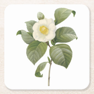 Dessous De Verre Carré camélia commune (Camellia japonica) par Redouté