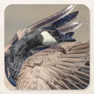 Dessous De Verre Carré Canada Goose
