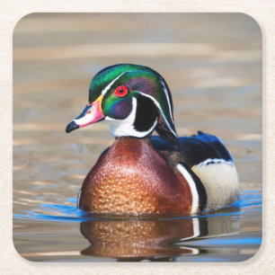 Dessous De Verre Carré Canard à bois dans un étang