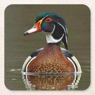 Dessous De Verre Carré Canard branchu sur l'eau