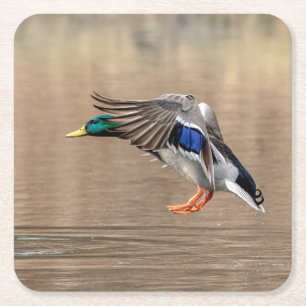 Dessous De Verre Carré Canard Mallard en vol