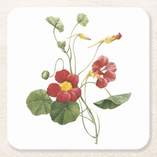 Dessous De Verre Carré capucine (Tropaeolum majus) de Redouté