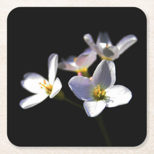 Dessous De Verre Carré Cardamine Pratensis Fleurs coastercna