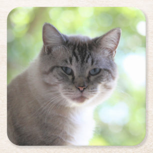 Dessous De Verre Carré Cat