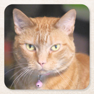 Dessous De Verre Carré Cat