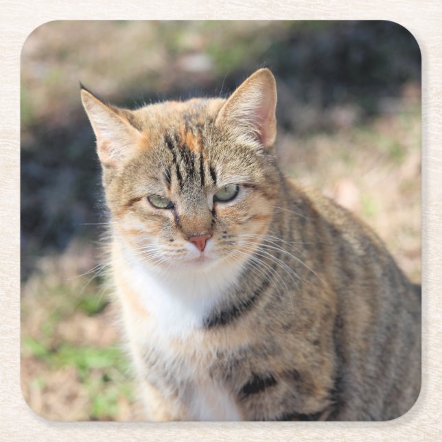 Dessous De Verre Carré Cat (Devant)
