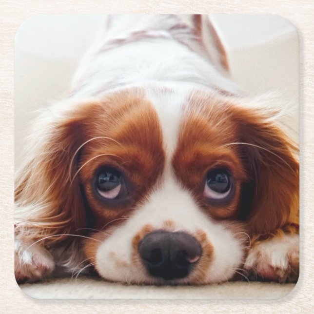 Dessous De Verre Carré Cavalier Charles Spaniel (Devant)