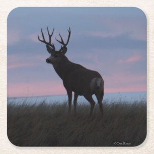 Dessous De Verre Carré Cerf Mulet D3 Buck Sunrise