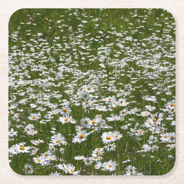Dessous De Verre Carré Champ de marguerites Fleurs sauvages de l'Alaska (Devant)
