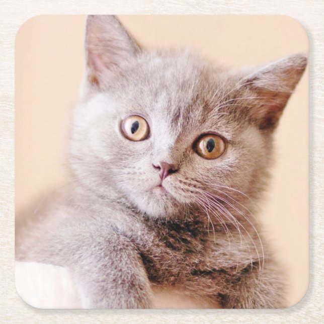 Dessous De Verre Carré Chat britannique mignon de Shorthair (Devant)