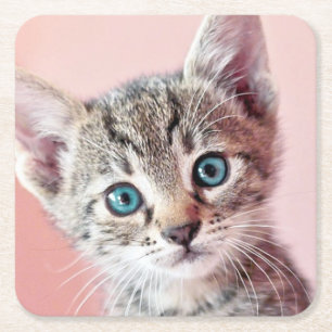 Dessous De Verre Carré Chaton mignon avec les yeux bleus
