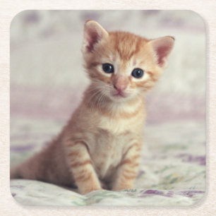 Dessous De Verre Carré Chaton minuscule de gingembre
