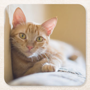 Dessous De Verre Carré Chaton se trouvant sur le divan
