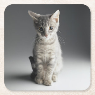 Dessous De Verre Carré Chaton tigré bleu