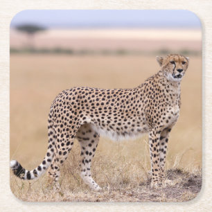 Dessous De Verre Carré Cheetah