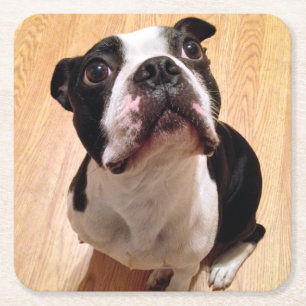 Dessous De Verre Carré Chien de Boston Terrier