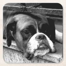Chien de boxe sur le fond de la fenêtre