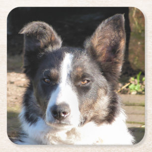 DESSOUS DE VERRE CARRÉ CHIEN DE COLLIE FRONTALIÈRE