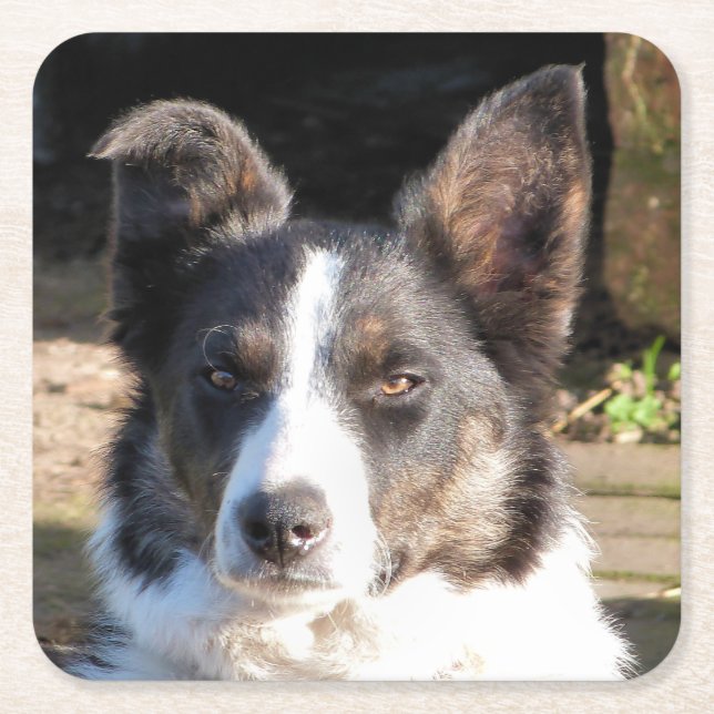 DESSOUS DE VERRE CARRÉ CHIEN DE COLLIE FRONTALIÈRE (Devant)