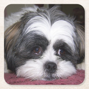 Dessous De Verre Carré Chien de Shih Tzu
