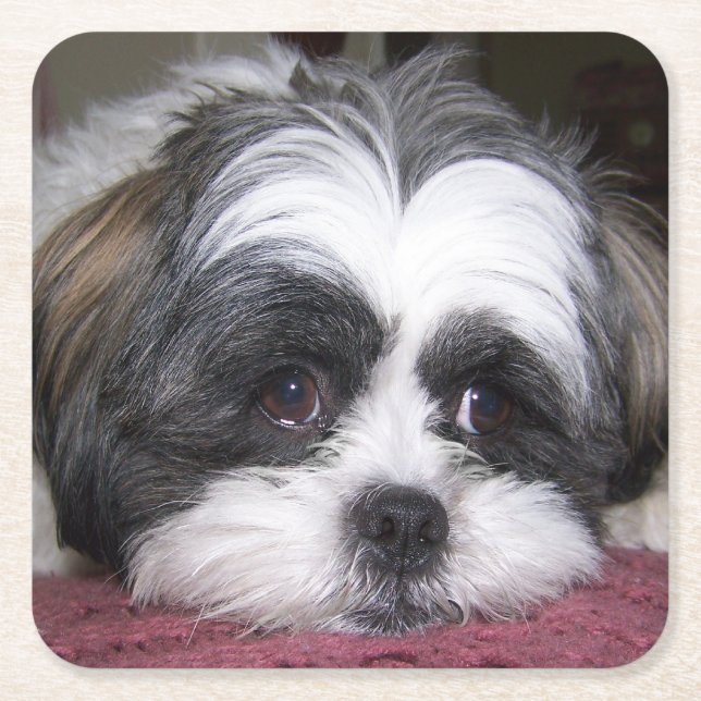 Dessous De Verre Carré Chien de Shih Tzu (Devant)