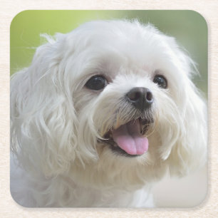 Dessous De Verre Carré Chien maltais blanc