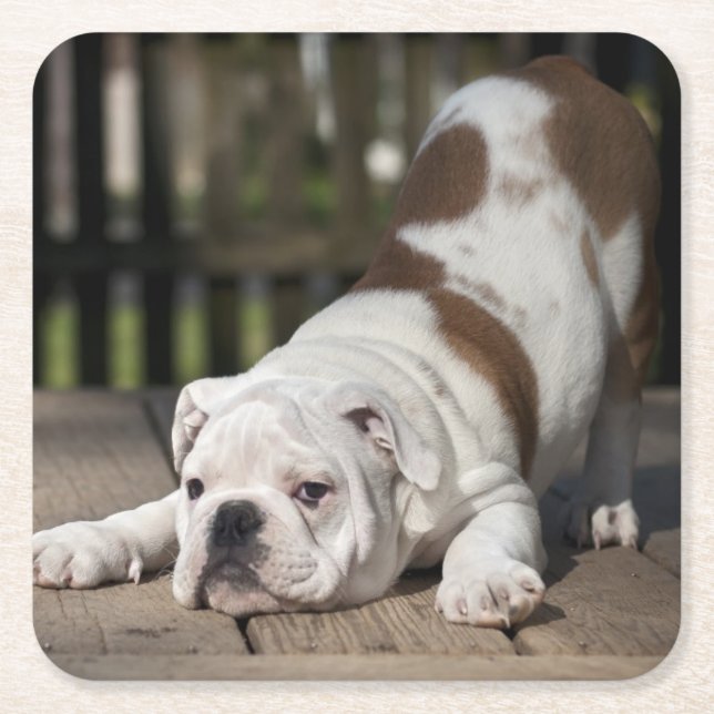 Dessous De Verre Carré Chiot anglais de bouledogue (Devant)