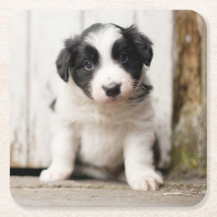 Dessous De Verre Carré Chiot de border collie