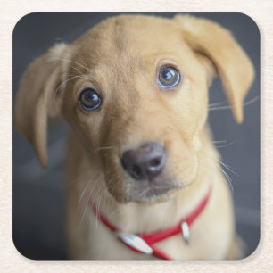Dessous De Verre Carré Chiot rouge de Fox Labrador