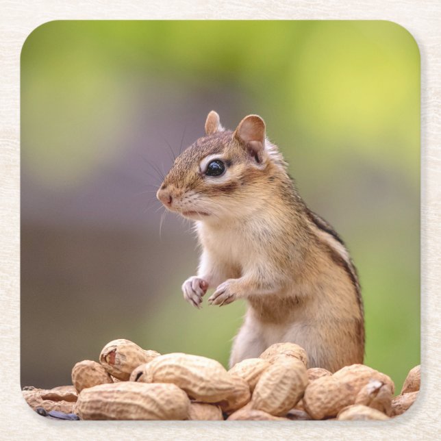Dessous De Verre Carré Chipmunk aux cacahuètes (Devant)