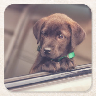 Dessous De Verre Carré Chocolat Labrador Puppy In Car