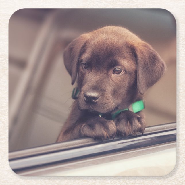 Dessous De Verre Carré Chocolat Labrador Puppy In Car (Devant)