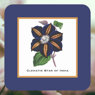Dessous De Verre Carré Clematis Star of India Illustration botanique
