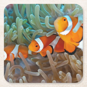 Dessous De Verre Carré Clownfish