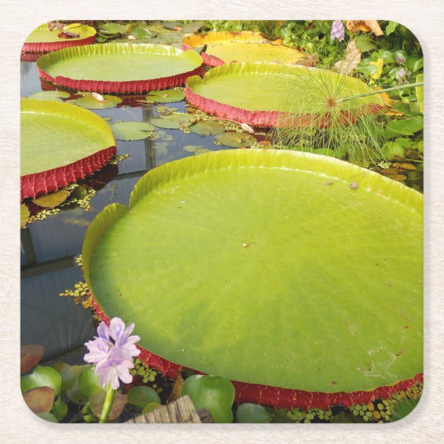 Dessous De Verre Carré Coaster de Lily Pads (Devant)