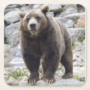 Dessous De Verre Carré Codiak Bear Standing on a Rock