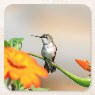 Dessous De Verre Carré Colibri sur un plante à fleurs