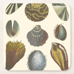 Dessous De Verre Carré Collection de conchyliologie