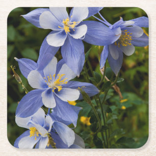 Dessous De Verre Carré Colorado Blue Columbine près de Telluride Colorado