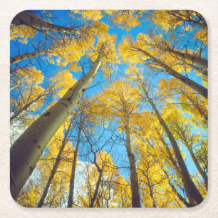 Dessous De Verre Carré Couleurs d'automne des arbres d'Aspen 2